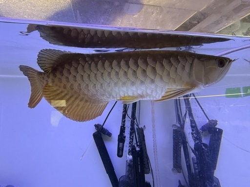 大型熱帯魚水槽セット