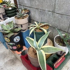 アガベ全13品種🉐まとめ売り の画像