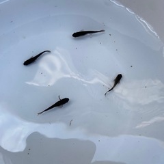 【改良メダカ】サタンレッドテールの画像