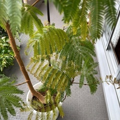 エバーフレッシュの画像