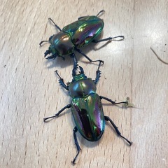 ニジイロクワガタ　♂１匹、♀２匹の画像