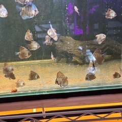 ブルーディスカス幼魚
の画像