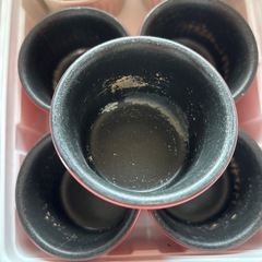 ココットの画像