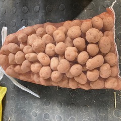 ジャガイモ　　だんしゃく　種芋5kgの画像