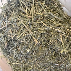 決まりました！小動物用チモシー業務用　うさぎ　モルモット　デグーの画像
