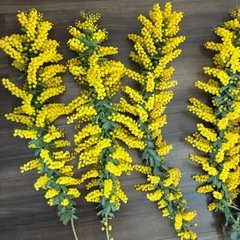 ミモザ　フレッシュの画像