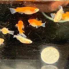 紅白更紗ショートボディタイプ10匹　　　　　　③-1の画像