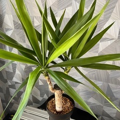【観葉植物】青年の木（ユッカ）の画像
