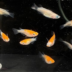 紅白更紗ショートボディタイプ10匹       　③-2の画像