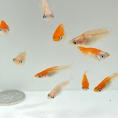 紅白更紗ショートボディタイプ10匹       　③-2の画像