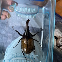 ヘラクレスオオカブト ペアセットの画像