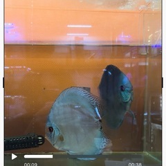 ブルーディスカス幼魚
の画像