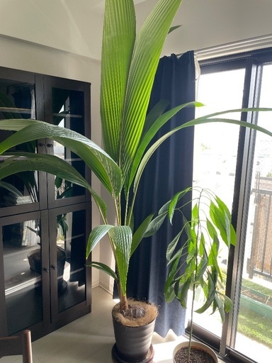 ヤシの木