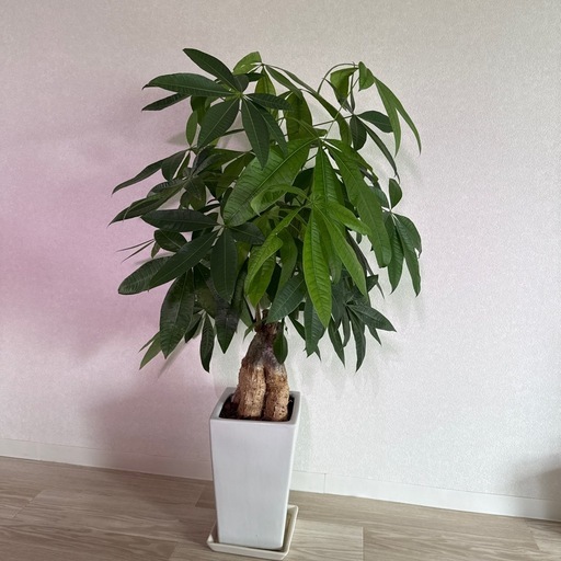 パキラ