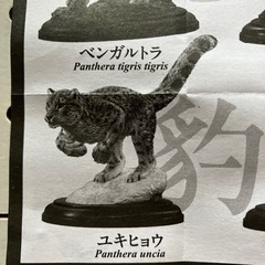 野生のネコ科動物いきもの大図鑑DISPLAY MOOELユキヒョウ、マヌルネコの画像