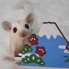 フクロモモンガ(クリミノモザイク/♀)