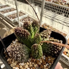 🌟No.47🌟多肉植物 ヘレイ 【珍種】の画像