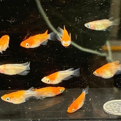 紅白更紗ショートボディタイプ10匹　　　③-3の画像