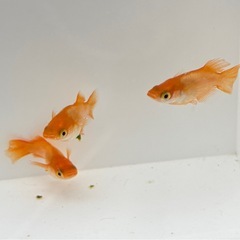 東天光メダカショートボディタイプ3匹の画像