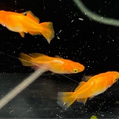 東天光メダカショートボディタイプ3匹の画像