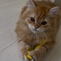 ミヌエット甘えん坊な女の子 