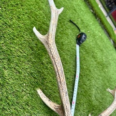 鹿のツノ・骨の画像