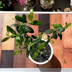 オリーブ・ネバディロブランコ/デザイン鉢 ミニ盆栽 3の画像