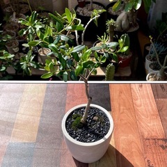 オリーブ・ネバディロブランコ/デザイン鉢 ミニ盆栽 3の画像