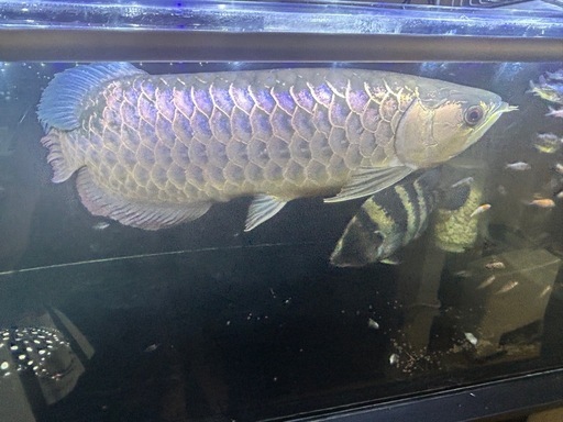 (更新)熱帯魚、ダイヤモンドポルカ等