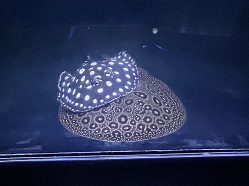 (更新)熱帯魚、ダイヤモンドポルカ等