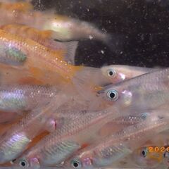 坂出3色メダカの選別漏れ【80匹】の画像