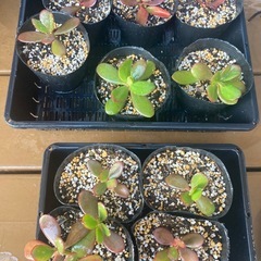 ５月頃　金のなる木お渡し出来ます。の画像