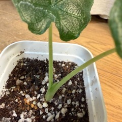 アロカシア アントロベルベット①の画像