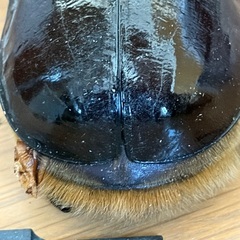 ネプチューンオオカブト♂単品の画像