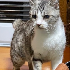 超絶甘えん坊のデイジーちゃんの里親さん募集です。