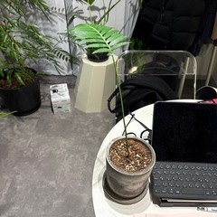 フィカスアルテシマ　他観葉植物セットの画像