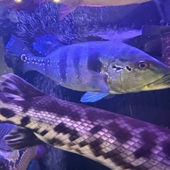 キクラ各種の画像