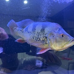 キクラ各種の画像