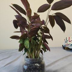 クテナンテ・セトサSP・コンパクタの画像