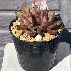 2026.3.15⑤   多肉植物　ルブラの画像