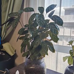 クテナンテ・セトサSP・コンパクタの画像