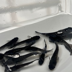 メダカ（真•ギャツビーから産まれた黒い子）の画像