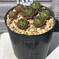 2026.3.15⑦   多肉植物　センペルビウム　紅薫花の画像