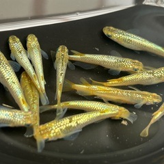 メダカ（金塊）決まりましたの画像