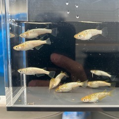 メダカ（金塊）決まりましたの画像