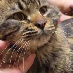 長毛のアメショー風　ブラッシング大好きフサオ