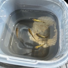 黒ラメ　幹之メダカの画像