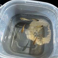 黒ラメ　幹之メダカの画像