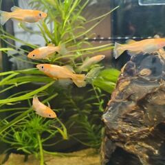 パーティードレスメダカ　卵の画像