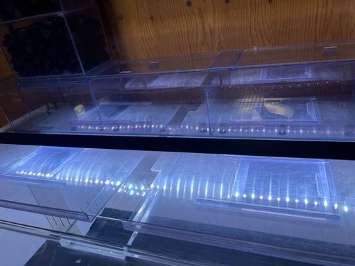 購入者決定1500水槽セット